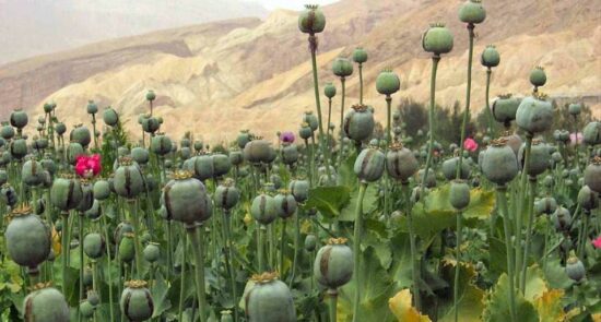 کوکنار 550x295 - ازدياد زراعة الخشخاش في أفغانستان