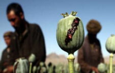 مواد مخدر 1 226x145 - دعم أوروبا للحد من زراعة الخشخاش في أفغانستان