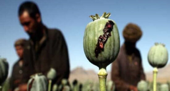 مخدر 1 550x295 - الأمم المتحدة: إنتاج المخدرات في أفغانستان زاد بنسبة 8٪