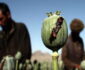 الأمم المتحدة: إنتاج المخدرات في أفغانستان زاد بنسبة 8٪