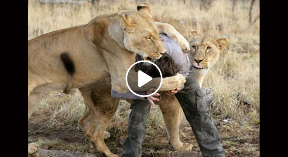 When lions Attack Human!