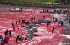 4F216A3A00000578 6066735 image a 31 1534417105576 226x145 - Whale Slaughter on Faroe Islands