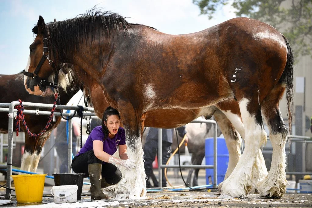 5240 1024x683 - A Clydesdale Horse
