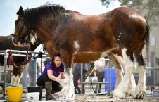 5240 226x145 - A Clydesdale Horse