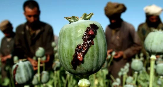 580f7d38b28a645d008b49da 1920 960 550x295 - Afghanistan Helmand the Main Province in Opium Production