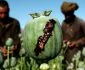 Afghanistan Helmand the Main Province in Opium Production