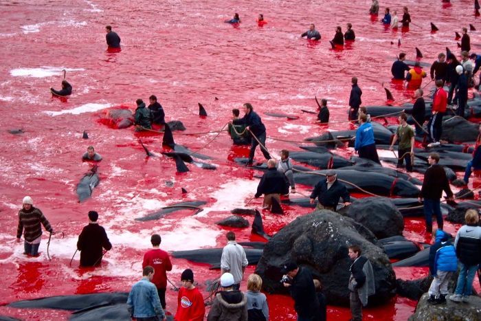 8041786 3x2 700x467 - Whale Slaughter on Faroe Islands