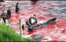the faroe islands annual whale slaughter 226x145 - The Faroe Islands' annual whale slaughter