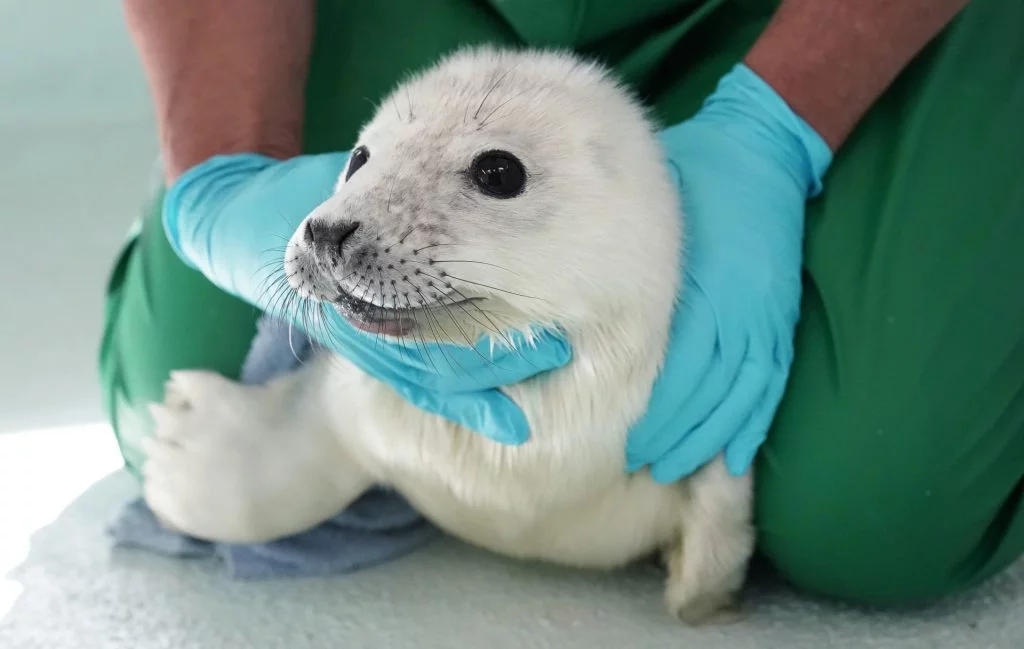 3500 3 1024x649 - A Baby Seal
