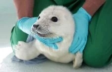 3500 3 226x145 - A Baby Seal