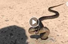 snake expert unexpected venomous snake 226x145 - Snake expert does the unexpected when venomous snake gets defensive