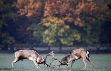 3500 2 226x145 - Clash of Deer