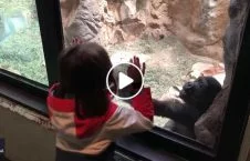 gorilla plays little girl buffalo zoo 226x145 - Gorilla plays with little girl at Buffalo Zoo
