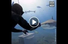 encounter between diver tiger shark 226x145 - Encounter between a diver and tiger shark