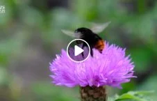 the fascinating bumblebees smart humans 226x145 - The fascinating way bumblebees are as smart as humans