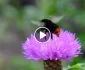 The fascinating way bumblebees are as smart as humans