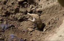 گور 226x145 - Discovery of mass grave of popular uprising forces in Panjshir