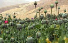 کوکنار 226x145 - Increasing poppy cultivation in Afghanistan
