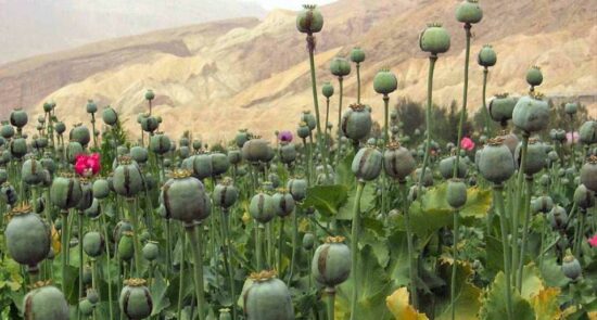 کوکنار 550x295 - Increasing poppy cultivation in Afghanistan