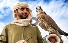 ویدیو قرارداد 20 شكار امارات افغانستان 226x145 - Video / Development of a 20-year contract for the division of hunting lands between the UAE and Afghanistan