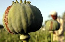 مواد مخدر 226x145 - EU Backs Reduction of Poppy Cultivation in Afghanistan
