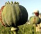 EU Backs Reduction of Poppy Cultivation in Afghanistan