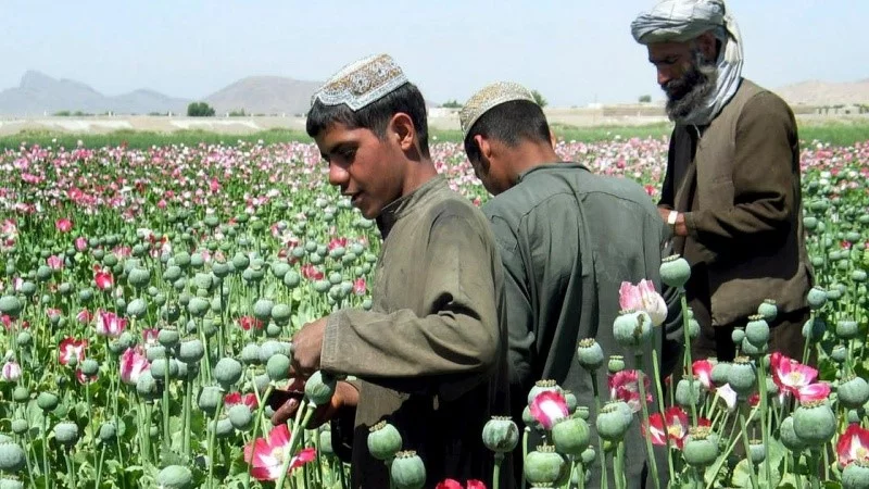 افغانستان کې په پټو لابراتوارونو کې د مخدره موادو تولید پیل شوی دی