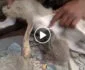 ویدیو/ دردناک عکسونه له یو ماشوم خرگوش چې خپله مړه شوې مور یې تغذیه کوي