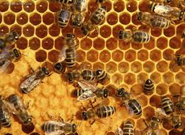 حاصلات عسل در کشور افزایش یافته است