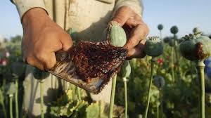 تریاک - افزایش 40 برابری تولید تریاک درافغانستان