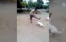 ویدیو/ درگیری جالب یک مرد با سه سگ