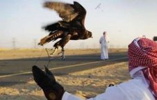 چرایی سفر شاهزاده گان عرب به پاکستان؛ شکار یا هوسرانی؟