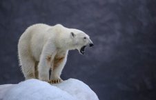تصاویر/ حمله 200 خرس قطبی به لاشه یک نهنگ!