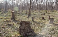 گزارشی تکان‌دهنده از وضعیت جنگل‌های هرات
