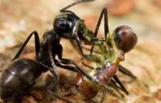 کشف مورچه انتحاری در جنوب شرقی آسیا! + عکس