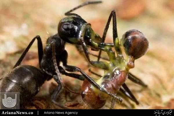 مورچه ی انتحاری 2
