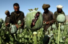 کوکنار 226x145 - گزارش سازمان ملل متحد در پیوند به افزایش کشت کوکنار در افغانستان