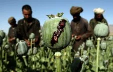 گزارش سازمان ملل متحد در پیوند به افزایش کشت کوکنار در افغانستان