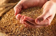 گندم 226x145 - انتقال گندم به بیرون از افغانستان ممنوع اعلام شد