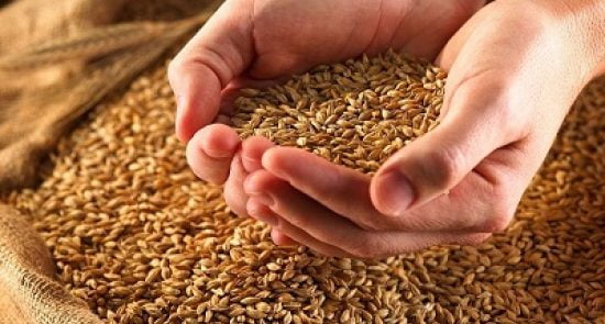 گندم 550x295 - انتقال گندم به بیرون از افغانستان ممنوع اعلام شد