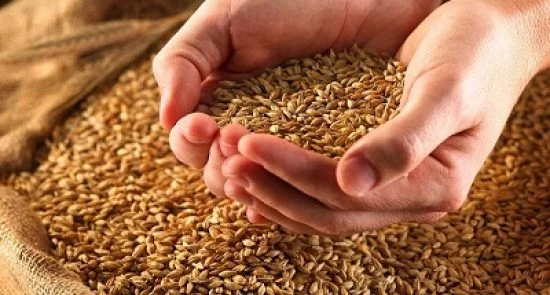 انتقال گندم به بیرون از افغانستان ممنوع اعلام شد