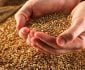 انتقال گندم به بیرون از افغانستان ممنوع اعلام شد