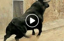 ویدیو/ برخورد شدید گاو وحشی به دیوار!