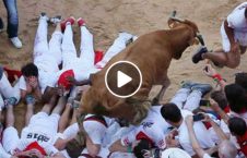 ویدیو حمله گاو های وحشی هسپانیا 226x145 - ویدیو/ حمله گاو های وحشی به مردم در سرک های هسپانیا!