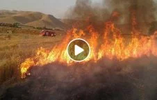 ویدیو/ زمین های زراعی دالاس امریکا در آتش سوخت