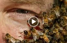 ویدیو/ مرگ دردناک یک مرد چینایی به دست زنبورهای عسل!