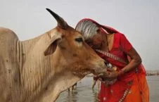 مجازاتی دردناک برای کشتن گاو در هند!