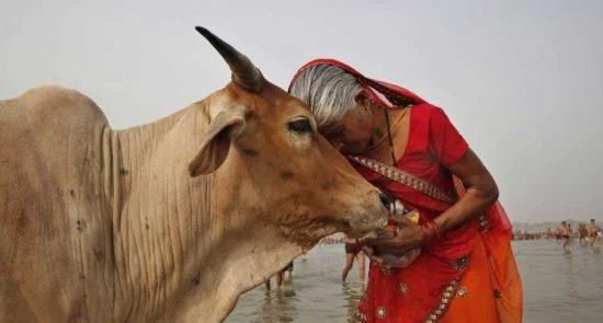 مجازاتی دردناک برای کشتن گاو در هند!