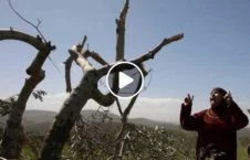 ویدیو/ حمله عساکر اسراییلی به درختان زیتون زارعان فلسطینی