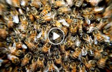 ویدیو/ حمله زنبورها به میدان تایمز نیویارک